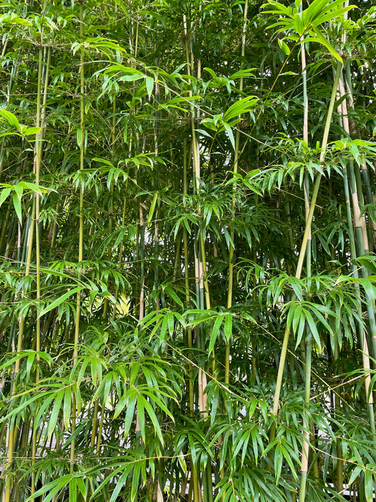 Slender Weaver's Bamboo