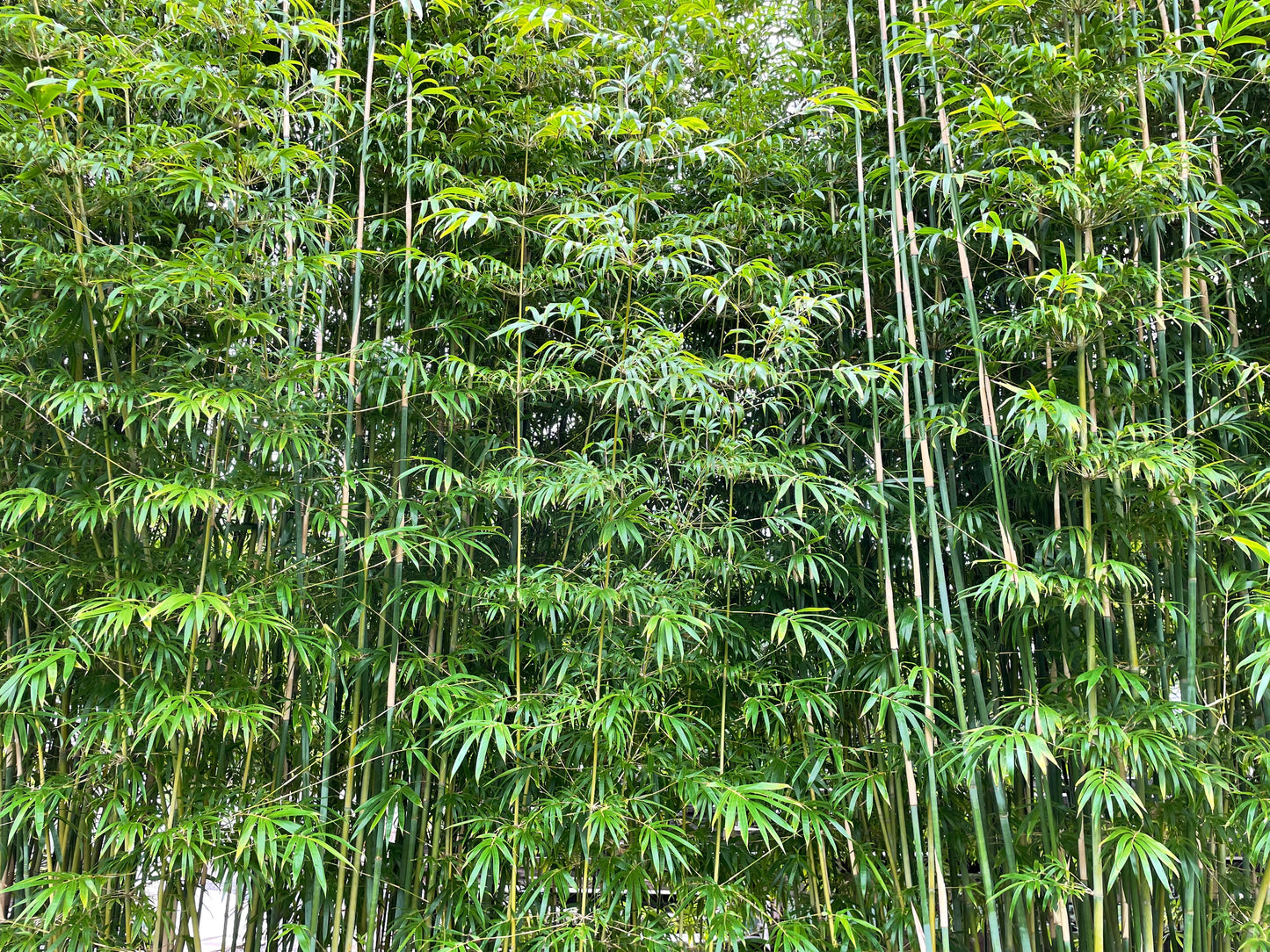 Slender Weaver's Bamboo